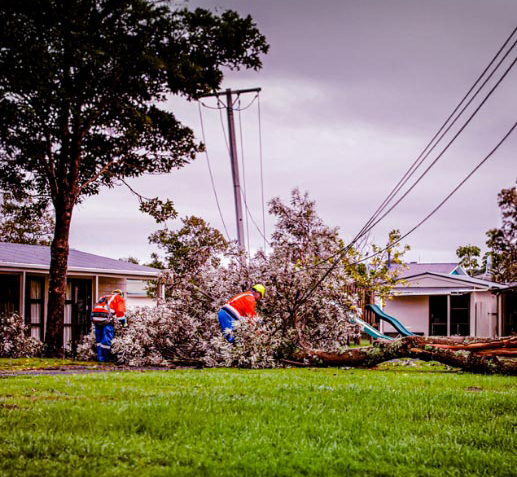 Trees fallen in power lines