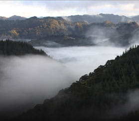 arial footage of forest with mist